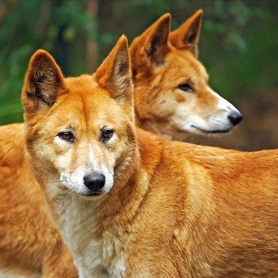 Дикая собака динго: необычная порода из Австралии — bko.by — сайт о собаках  и для собак