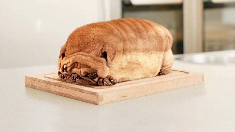 Можно ли собакам хлеб? — bko.by — сайт о собаках и для собак