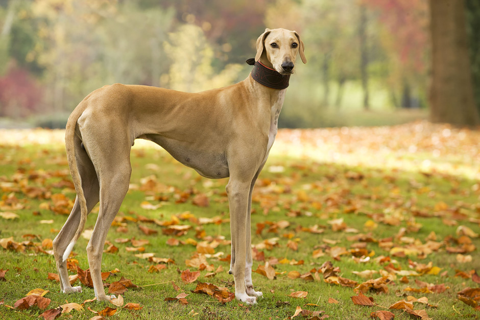 12 самых необычных пород собак — bko.by — сайт о собаках и для собак
