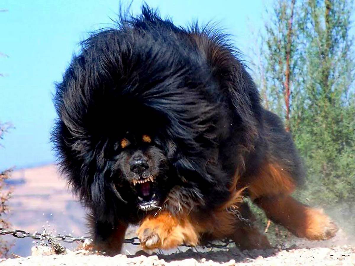Тибетский мастиф — bko.by — сайт о собаках и для собак